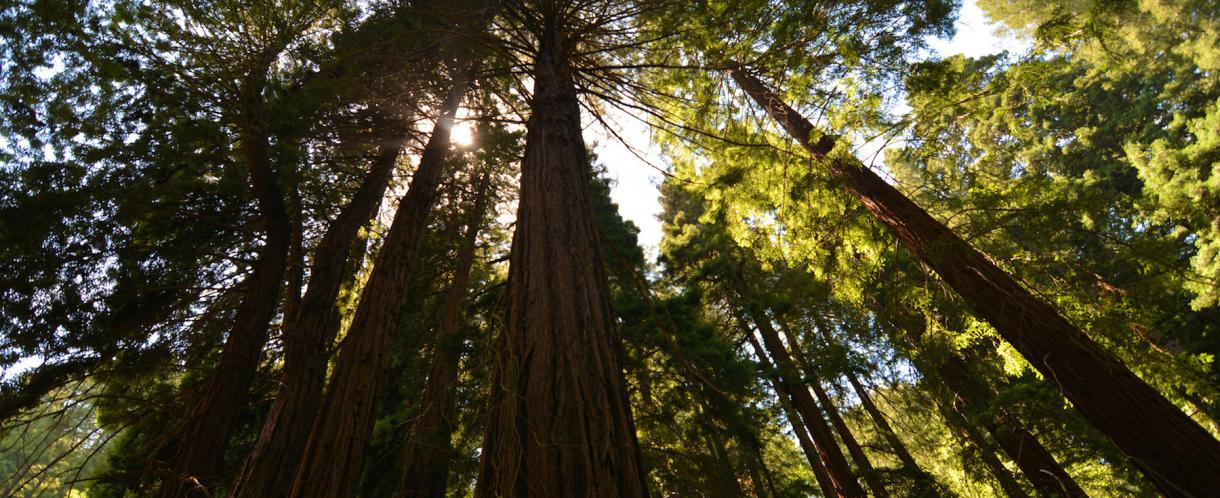 redwood group