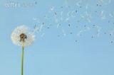 Picture of dandelion in wind