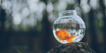 Image of a fish in a bowl