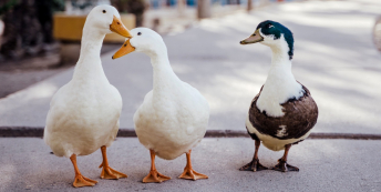 Image of ducks