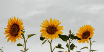 Image of three sunflowers