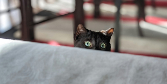 Image of a black cat hiding behind a sofa
