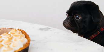 Image of dog looking longingly at cake