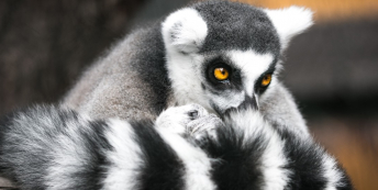Image of lemur