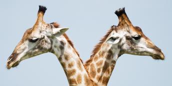 Image of two giraffes looking in opposite directions