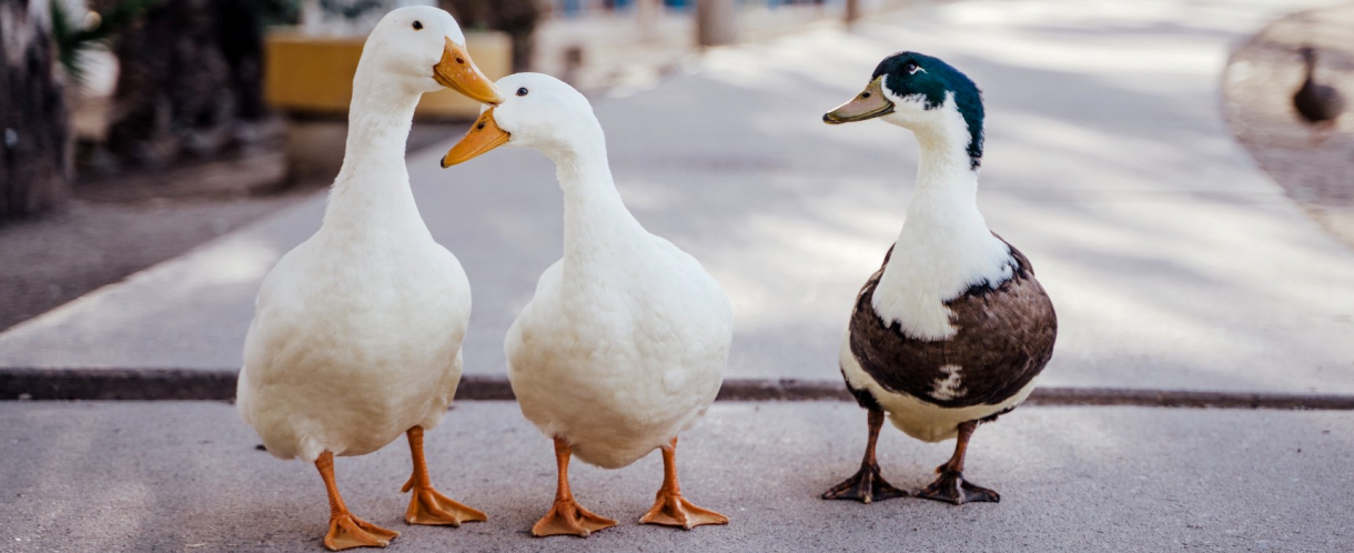 Image of ducks