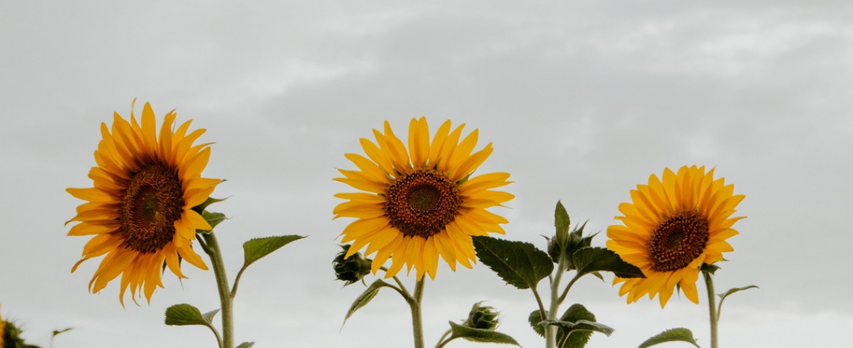 Image of three sunflowers