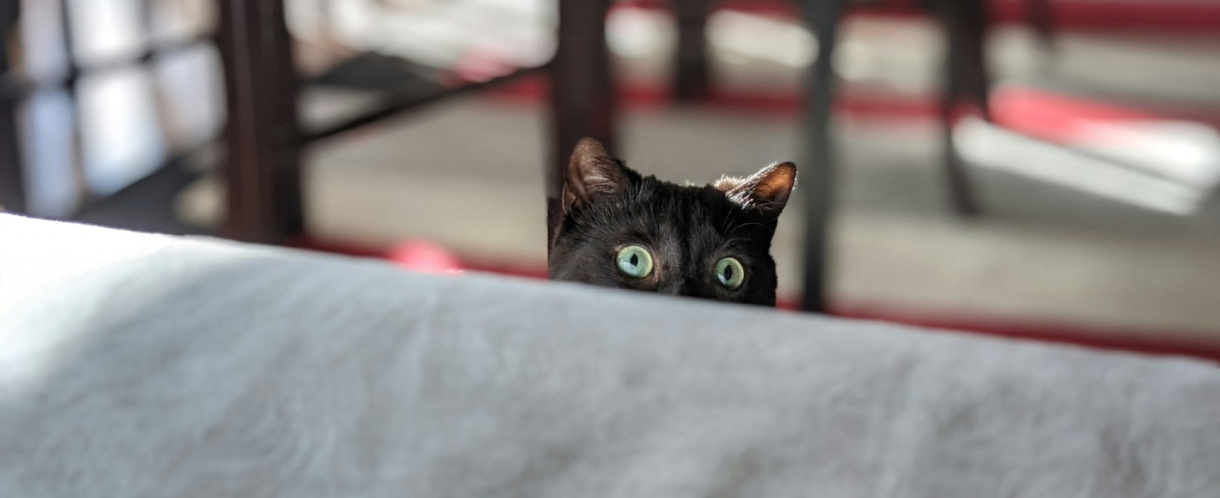 Image of a black cat hiding behind a sofa