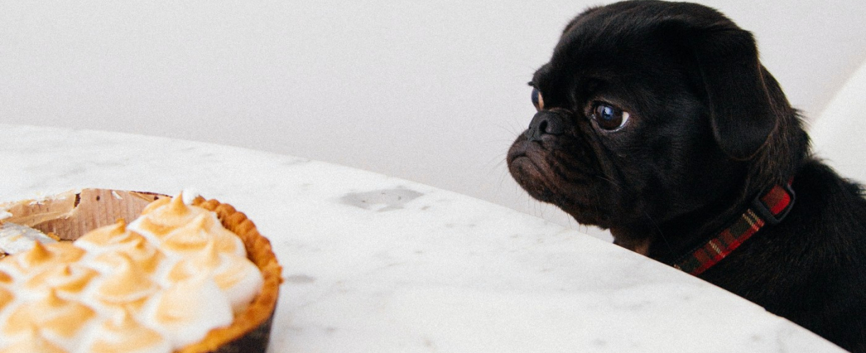 Image of dog looking longingly at cake