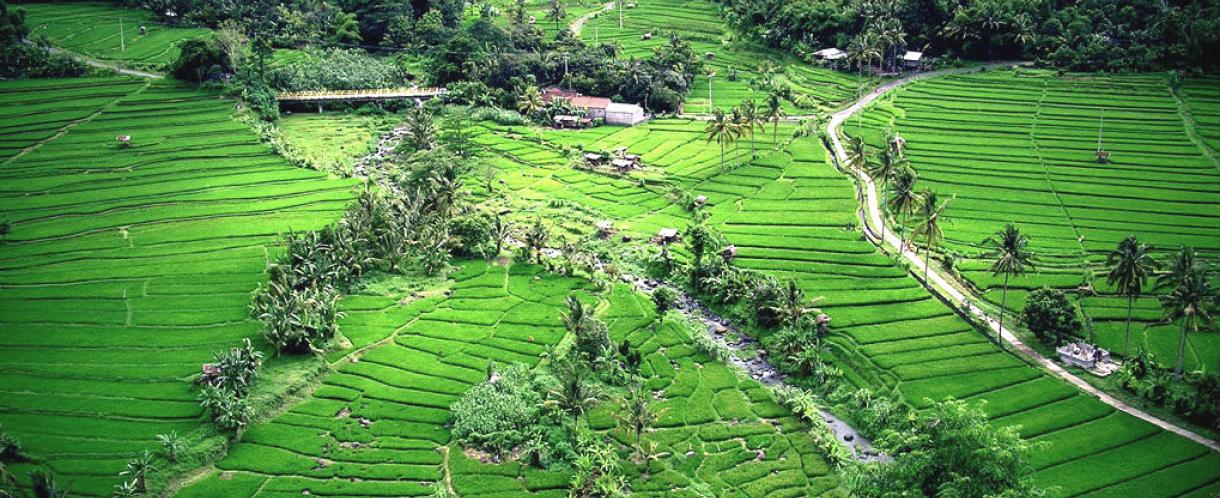rice fields