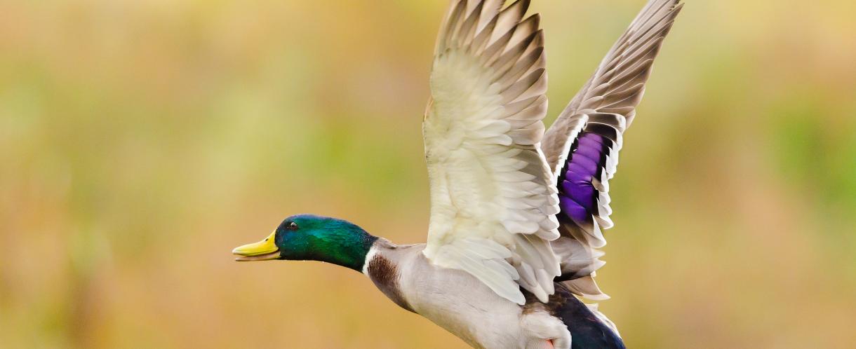 Duck in flight