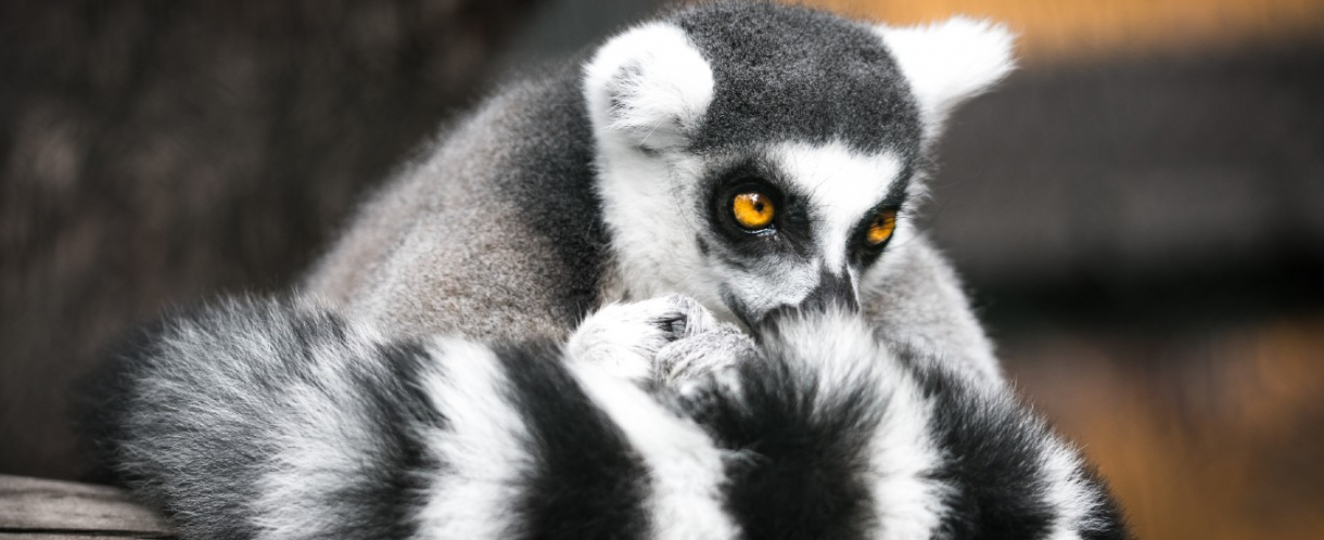Image of lemur