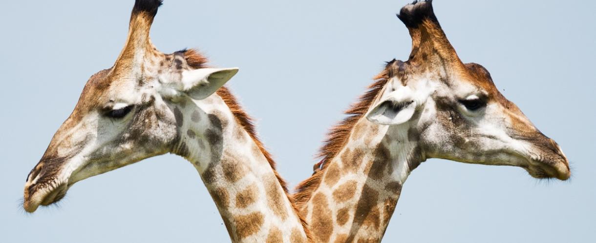 Image of two giraffes looking in opposite directions